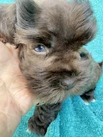 Truffles, a female Miniature Schnauzer for sale in Longview, TX – 7 of 10
