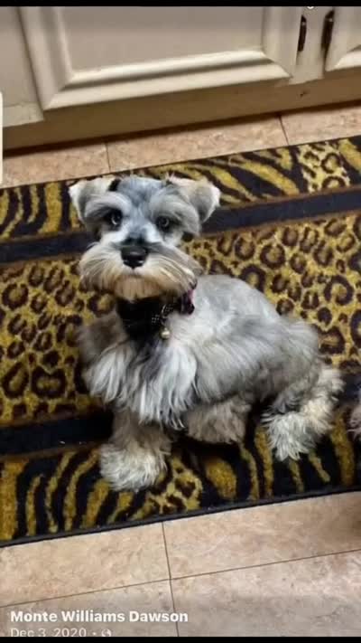 Yasmine, a female Miniature Schnauzer for sale in Longview, TX – 8 of 9