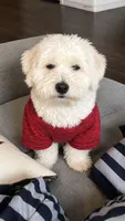 NoName, a male Maltese for sale in Manor, TX – 4 of 6