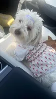 NoName, a male Maltese for sale in Manor, TX – 6 of 6