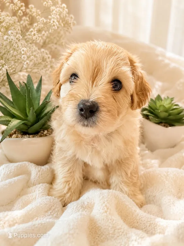 NoName – Maltese puppy for sale in Manor, TX