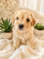 NoName, a male Maltese for sale in Manor, TX – 1 of 6
