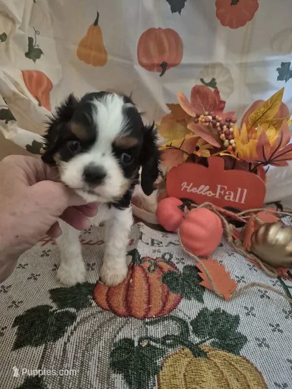 prince charles, a male Cavalier King Charles Spaniel for sale in West Plains, MO – 1 of 5