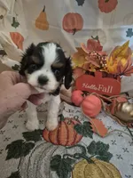 prince charles, a male Cavalier King Charles Spaniel for sale in West Plains, MO – 1 of 5