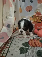 prince charles, a male Cavalier King Charles Spaniel for sale in West Plains, MO – 3 of 5