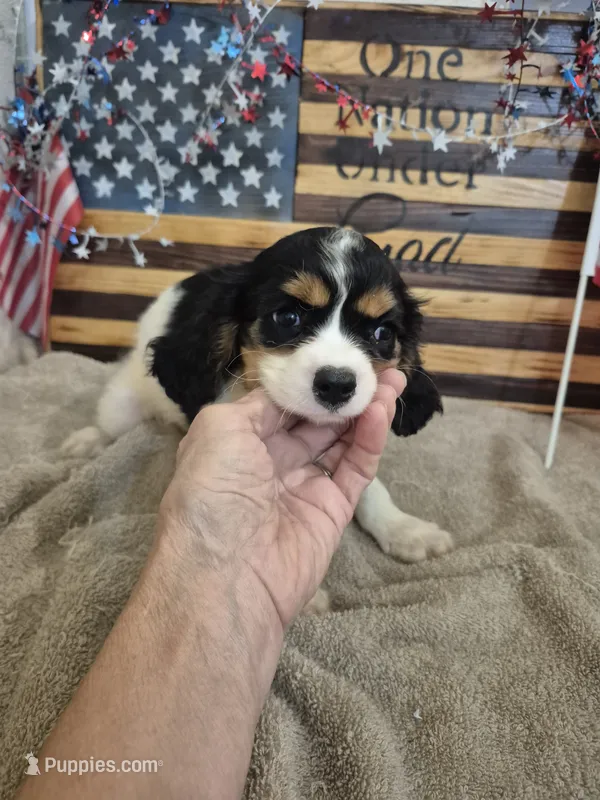 Leo – Cavalier King Charles Spaniel puppy for sale in West Plains, MO