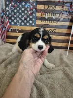Leo, a male Cavalier King Charles Spaniel for sale in West Plains, MO – 1 of 4