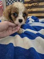 daisey, a female Cavalier King Charles Spaniel for sale in West Plains, MO – 1 of 2