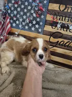 sugar, a female Cavalier King Charles Spaniel for sale in West Plains, MO – 2 of 3