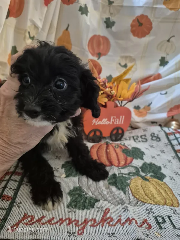 Elsa – Cavapoo puppy for sale in West Plains, MO