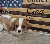 sugar, a female Cavalier King Charles Spaniel for sale in West Plains, MO – 1 of 3