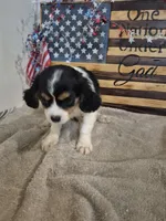 Leo, a male Cavalier King Charles Spaniel for sale in West Plains, MO – 2 of 4