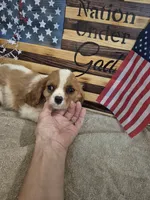 sugar, a female Cavalier King Charles Spaniel for sale in West Plains, MO – 3 of 3