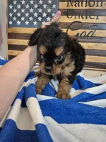 little joe, a male Cavalier King Charles Spaniel for sale in West Plains, MO – 2 of 2