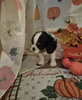 prince charles, a male Cavalier King Charles Spaniel for sale in West Plains, MO – 2 of 5