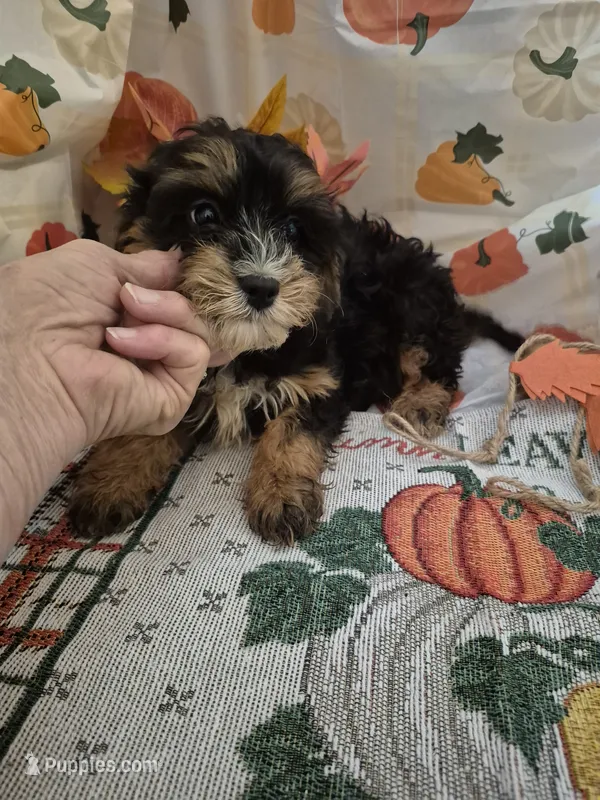 Miss gizmo – Cavapoo puppy for sale in West Plains, MO