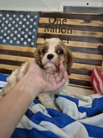 daisey, a female Cavalier King Charles Spaniel for sale in West Plains, MO – 2 of 2