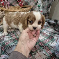 Poochi, a male Cavalier King Charles Spaniel for sale in West Plains, MO – Photo 2 of 4