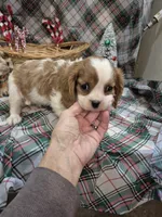 processed/22ec5250-f20d-4b6b-967e-61b50b2f6346/listing/65f0484a-6190-4404-a8b5-ef234aac85fd/2aba6d96-444f-454a-bf0e-53093def9a9e