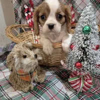 Poochi, a male Cavalier King Charles Spaniel for sale in West Plains, MO – Photo 1 of 4