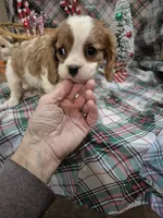 processed/22ec5250-f20d-4b6b-967e-61b50b2f6346/listing/65f0484a-6190-4404-a8b5-ef234aac85fd/5fb22011-b8c5-4344-a7be-a8af95e76753