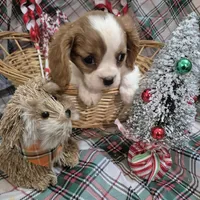 Poochi, a male Cavalier King Charles Spaniel for sale in West Plains, MO – Photo 4 of 4