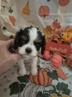 prince charles, a male Cavalier King Charles Spaniel for sale in West Plains, MO – 5 of 5
