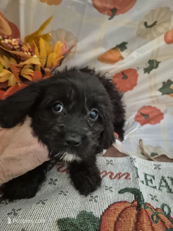Black beauty – Cavapoo puppy for sale in West Plains, MO