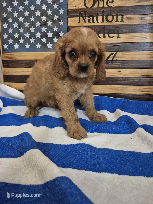 minnie – Cavalier King Charles Spaniel puppy for sale in West Plains, MO