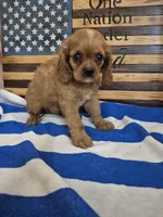 minnie, a female Cavalier King Charles Spaniel for sale in West Plains, MO – 1 of 2