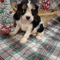 Tootles, a female Cavalier King Charles Spaniel for sale in West Plains, MO – Photo 2 of 4