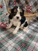 Tootles, a female Cavalier King Charles Spaniel for sale in West Plains, MO – Photo 2 of 4