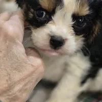 Tootles, a female Cavalier King Charles Spaniel for sale in West Plains, MO – Photo 1 of 4