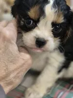 Tootles, a female Cavalier King Charles Spaniel for sale in West Plains, MO – Photo 1 of 4