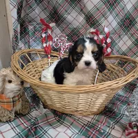 Tootles, a female Cavalier King Charles Spaniel for sale in West Plains, MO – Photo 4 of 4
