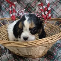 Tootles, a female Cavalier King Charles Spaniel for sale in West Plains, MO – Photo 3 of 4