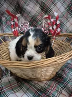 Tootles, a female Cavalier King Charles Spaniel for sale in West Plains, MO – Photo 3 of 4
