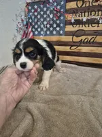 Leo, a male Cavalier King Charles Spaniel for sale in West Plains, MO – 4 of 4