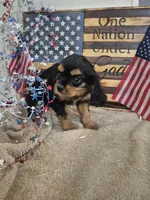 sweet pea, a female Cavalier King Charles Spaniel for sale in West Plains, MO – 3 of 3