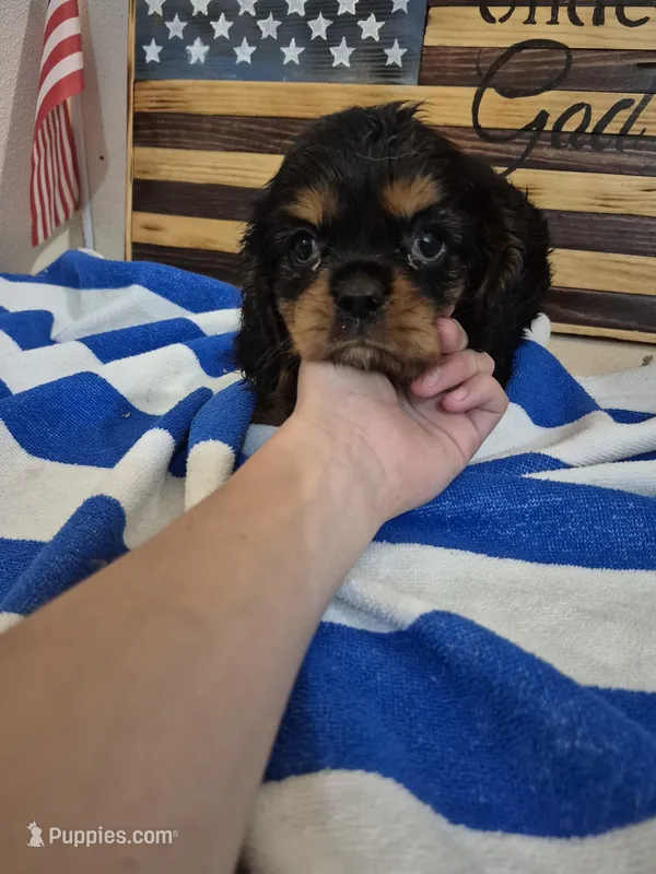 little joe – Cavalier King Charles Spaniel puppy for sale in West Plains, MO