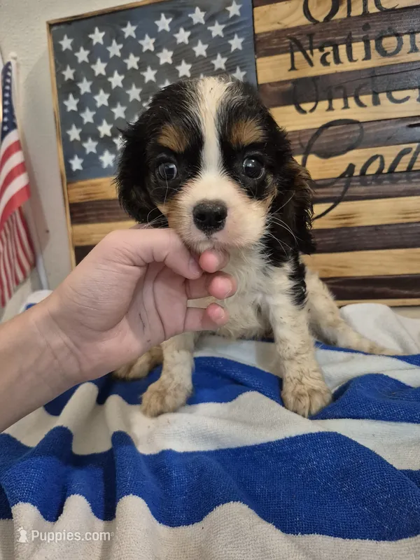 princess – Cavalier King Charles Spaniel puppy for sale in West Plains, MO