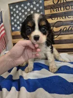 princess, a female Cavalier King Charles Spaniel for sale in West Plains, MO – 1 of 3