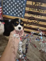 Leo, a male Cavalier King Charles Spaniel for sale in West Plains, MO – 3 of 4