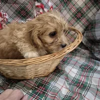Bella, a female Cavapoo for sale in West Plains, MO – Photo 2 of 3