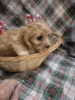 Bella, a female Cavapoo for sale in West Plains, MO – Photo 2 of 3