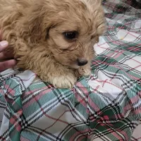 Bella, a female Cavapoo for sale in West Plains, MO – Photo 3 of 3