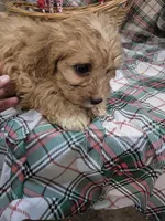 Bella, a female Cavapoo for sale in West Plains, MO – Photo 3 of 3