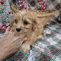 Bella, a female Cavapoo for sale in West Plains, MO – Photo 1 of 3