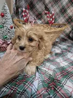 Bella, a female Cavapoo for sale in West Plains, MO – Photo 1 of 3