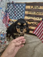 sweet pea, a female Cavalier King Charles Spaniel for sale in West Plains, MO – 2 of 3